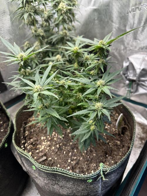 Cafe Racer. Week 10