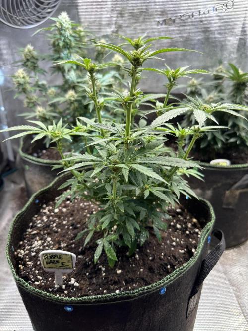 Purple haze indoor. Week 9