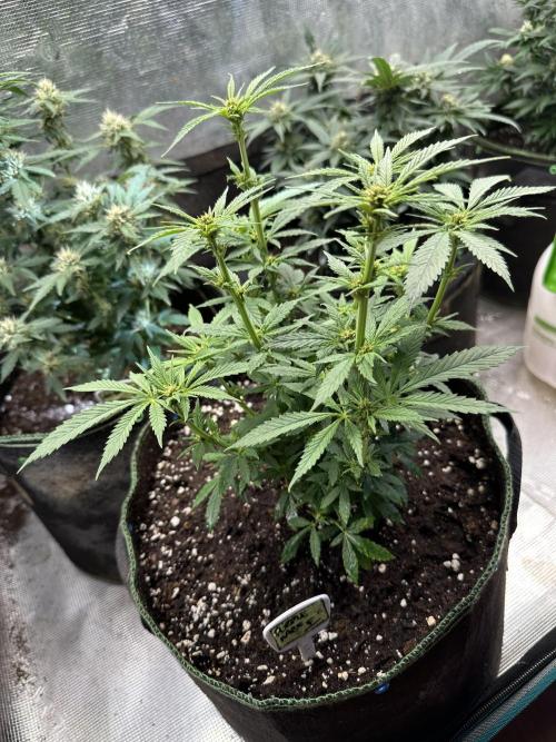 Purple haze indoor. Week 9