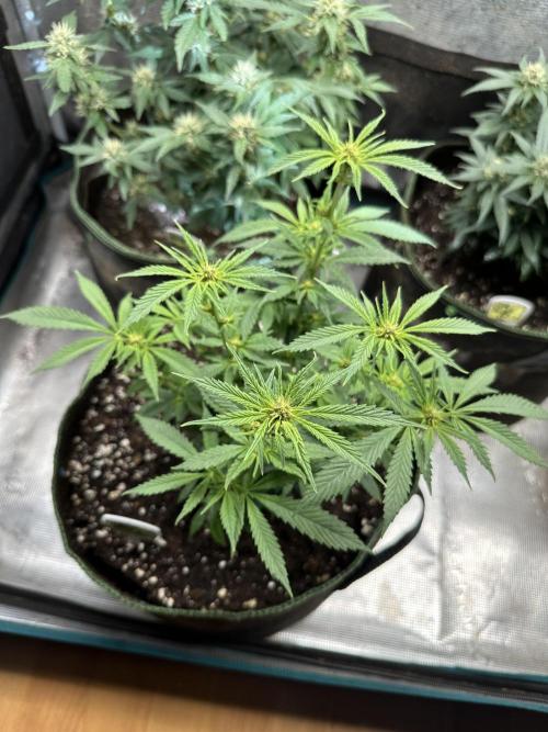 Complete Grow Tent Kit 2'X4'(24"x48"x71") TSL2000 LED. Week 9