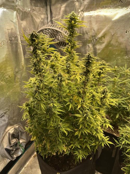 Blue dreams🌈. Week 11