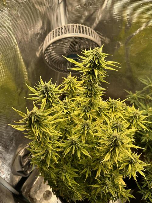 Blue dreams🌈. Week 11