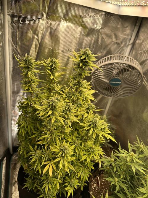 Blueberry Automatic. Week 11