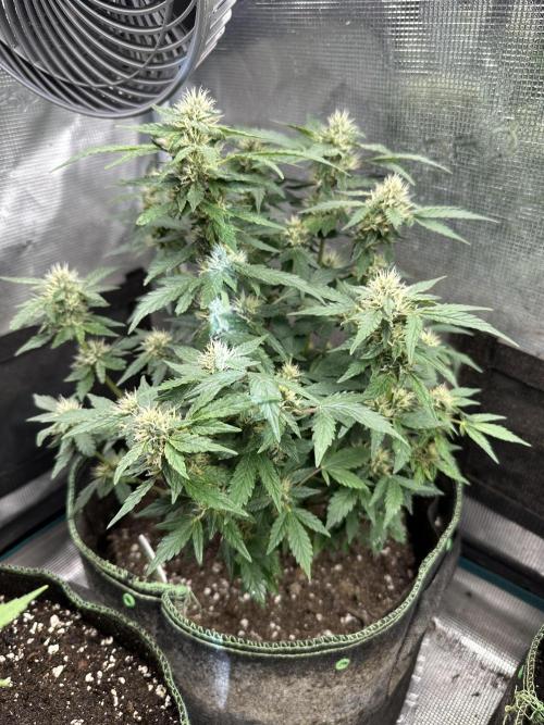 Gg#4 good lady❤️. Week 11