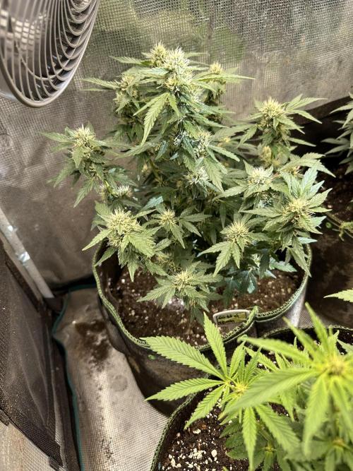 Gg#4 good lady❤️. Week 11