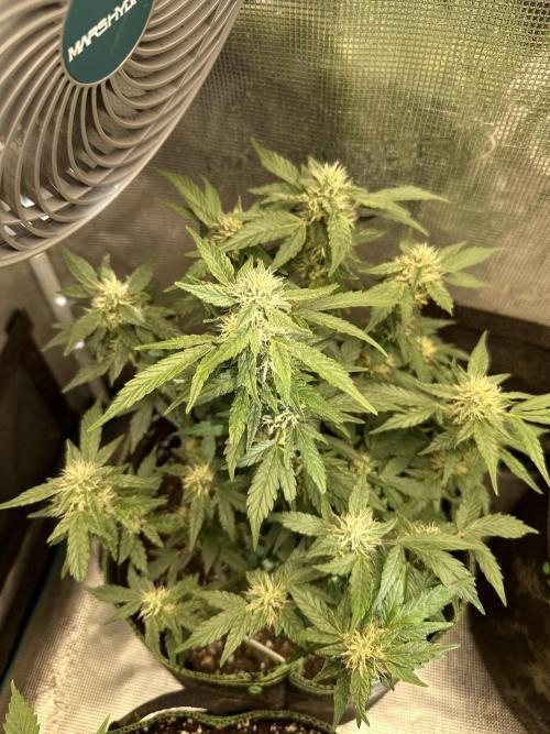Gg#4 good lady❤️. Week 11
