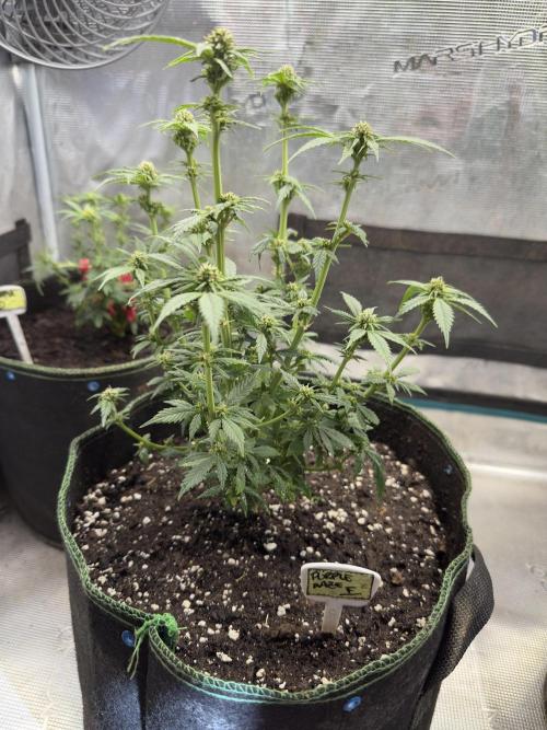Purple haze indoor. Week 10