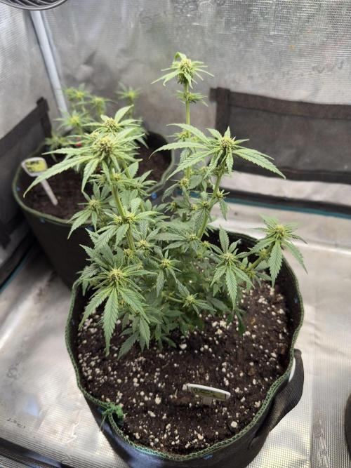 Purple haze indoor. Week 10