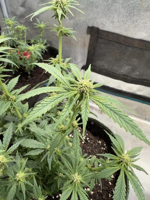Complete Grow Tent Kit 2'X4'(24"x48"x71") TSL2000 LED. Week 10