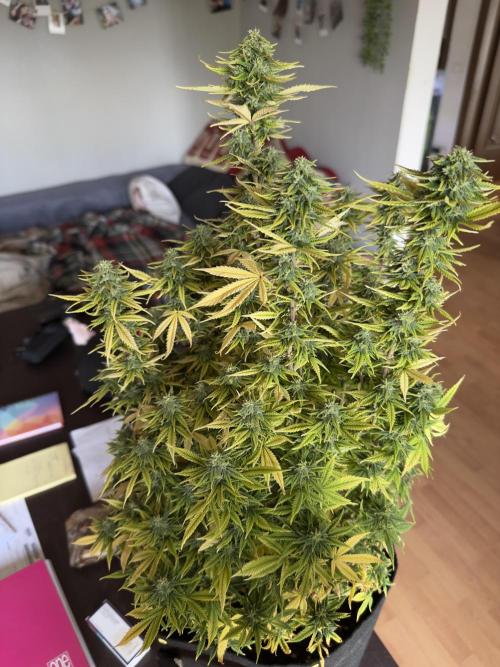 Blue dreams🌈. Week 12