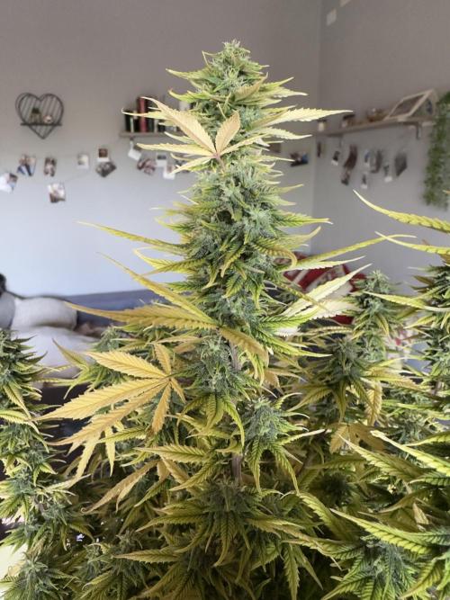 Blue dreams🌈. Week 12