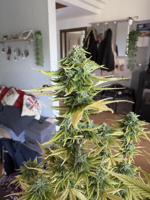 Blueberry Automatic. Week 12