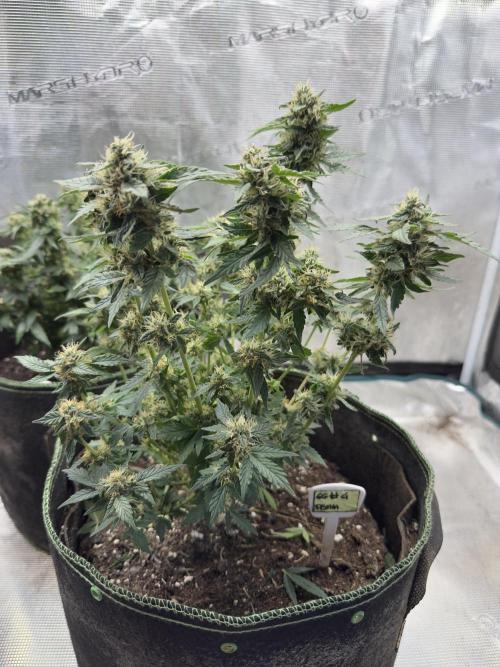 Gg#4 good lady❤️. Week 12