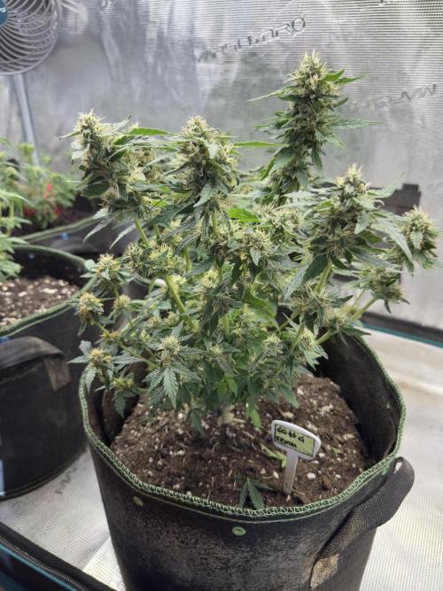 Gg#4 good lady❤️. Week 12