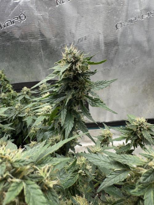 Gg#4 good lady❤️. Week 12
