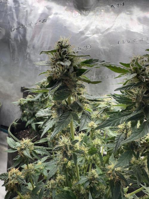 Gg#4 good lady❤️. Week 12
