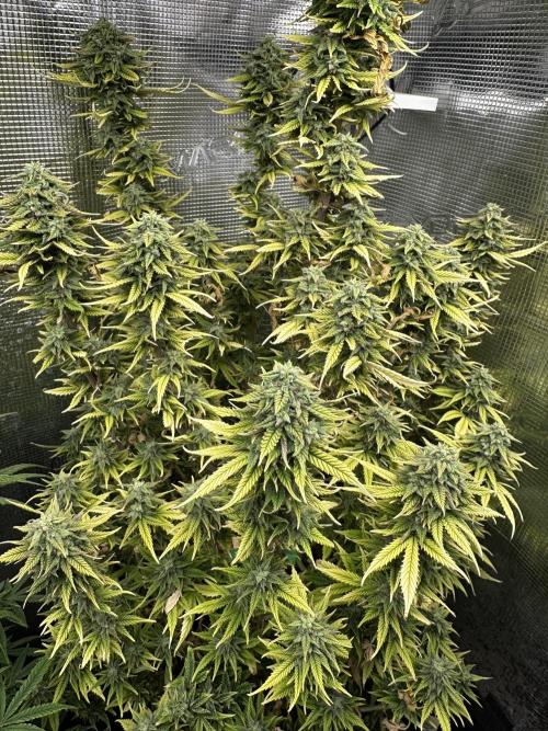 Blue dreams🌈. Week 13