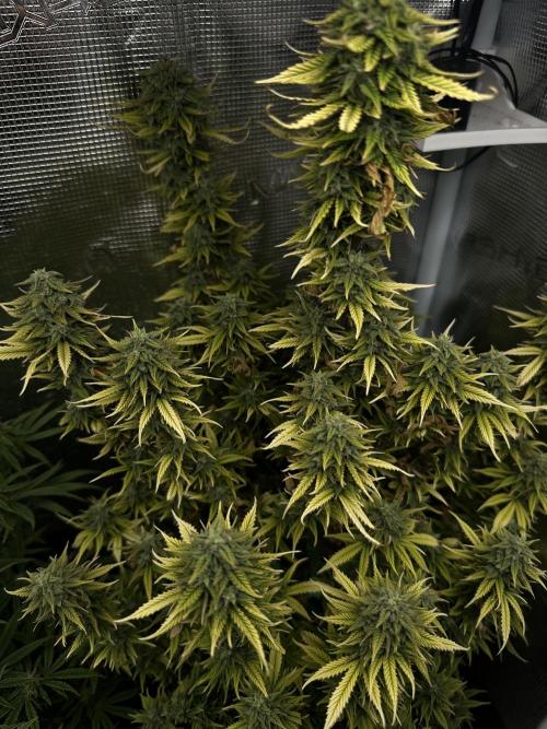 Blueberry Automatic. Week 13