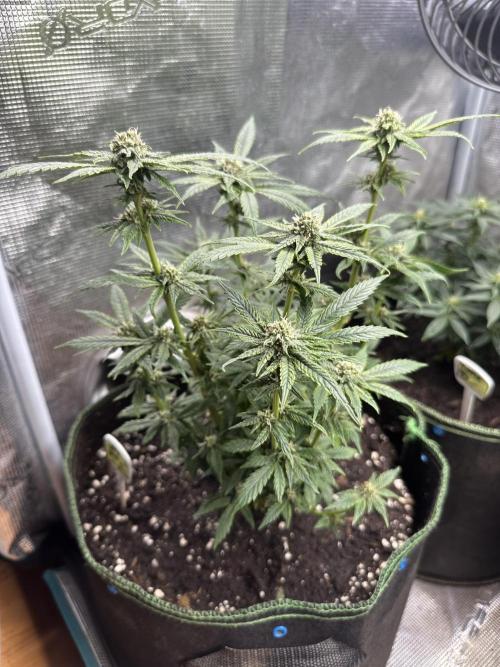 Purple haze indoor. Week 11