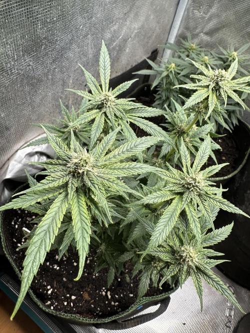 Purple haze indoor. Week 11
