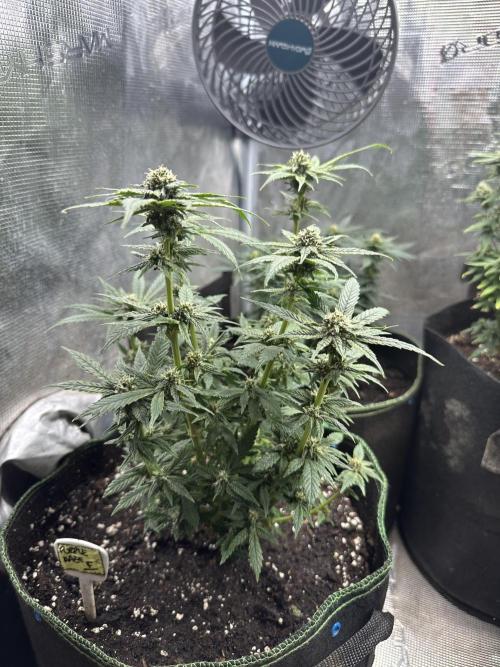 Complete Grow Tent Kit 2'X4'(24"x48"x71") TSL2000 LED. Week 11