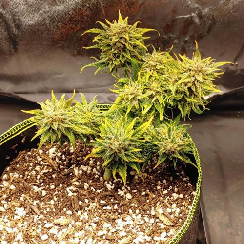 Quick One | Indoor. Week 10 - Orange