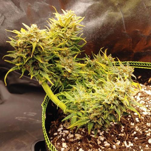 Quick One | Indoor. Week 10 - Orange