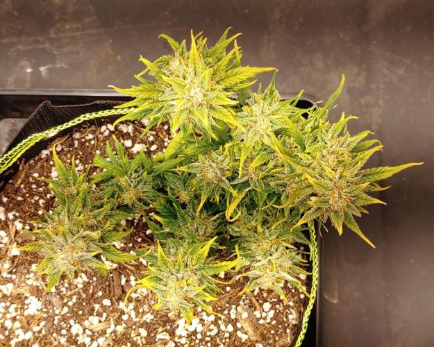 Quick One | Indoor. Week 10 - Orange