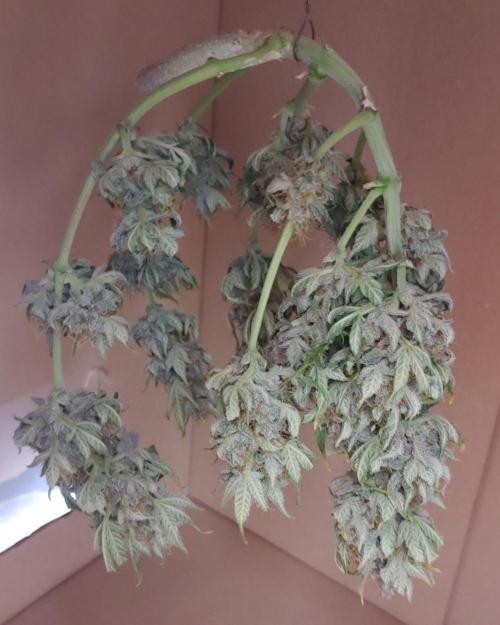 Quick One | Indoor. Week 10 - Purple