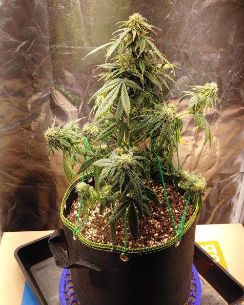 Quick One | Indoor. Week 10 - Blue