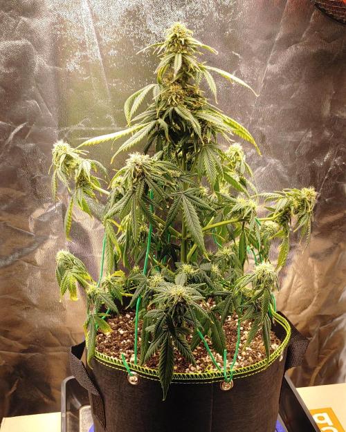 Quick One | Indoor. Week 10 - Blue