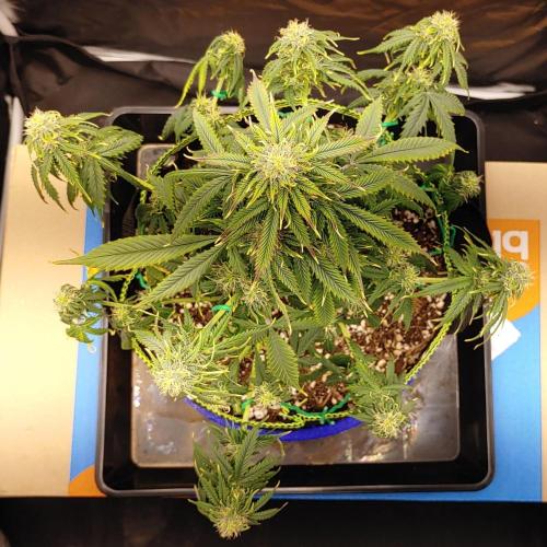 Quick One | Indoor. Week 10 - Blue