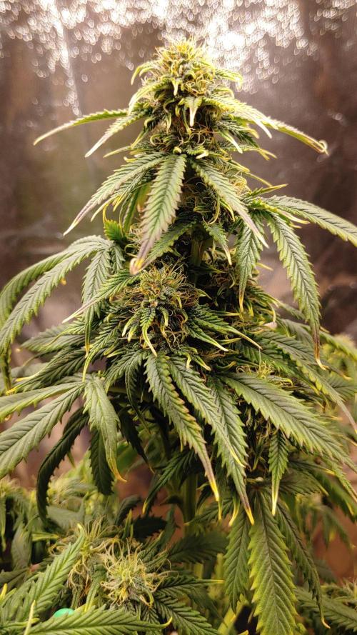 Quick One | Indoor. Week 10 - Blue, main cola