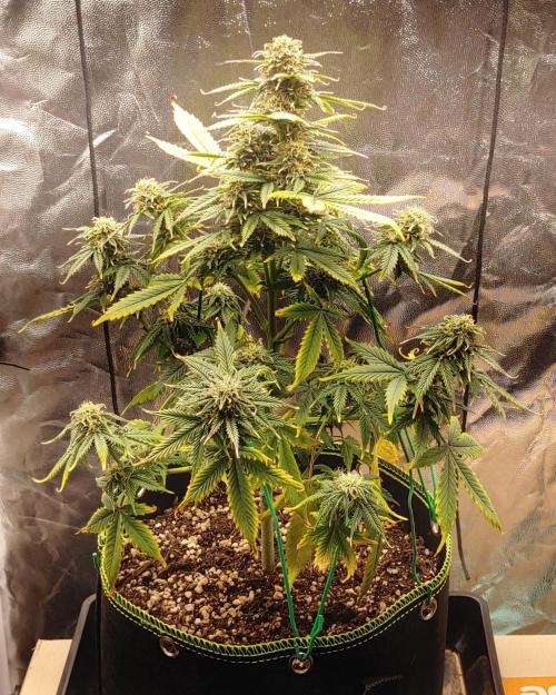 Quick One | Indoor. Week 11