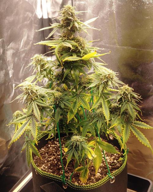 Quick One | Indoor. Week 11