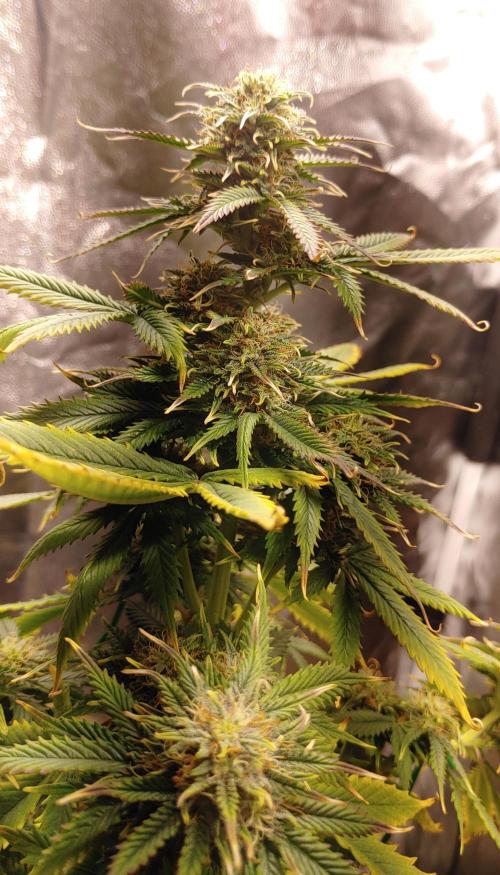 Quick One | Indoor. Week 11