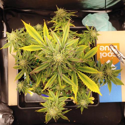 Quick One | Indoor. Week 11