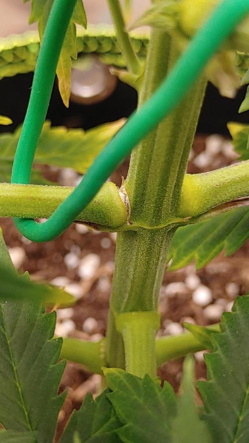 Quick One | Indoor. Week 11