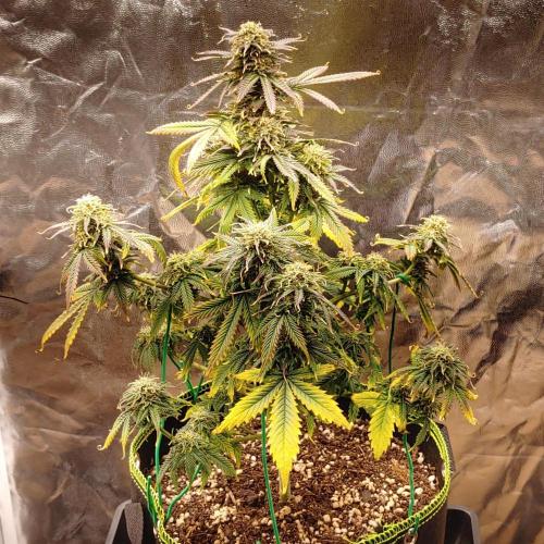 Quick One | Indoor. Week 12