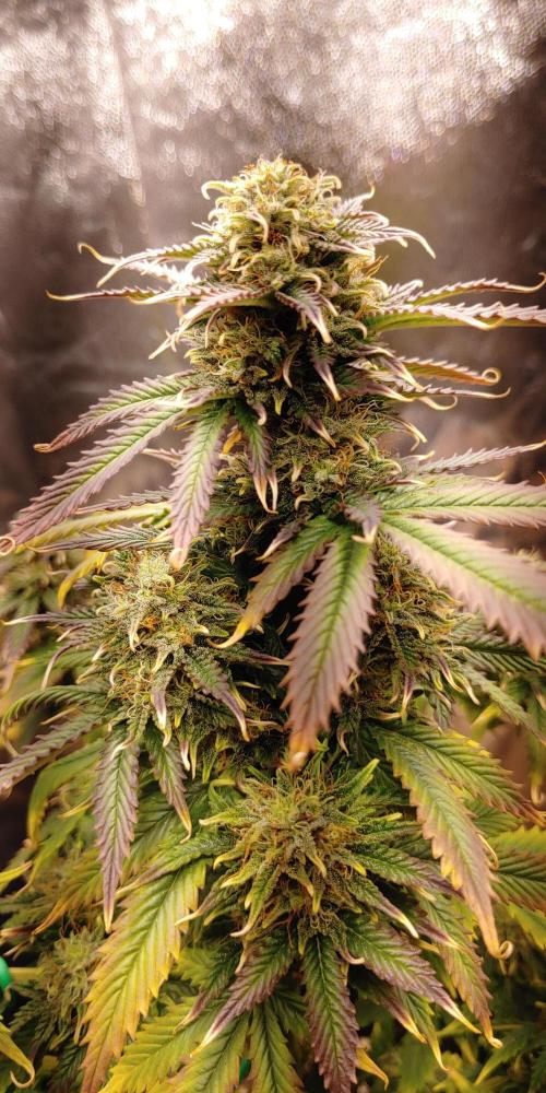 Quick One | Indoor. Week 12