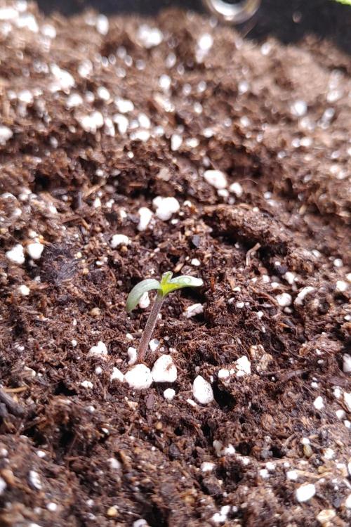 Royal Critical | Indoor | Wintergrow. Week 0 - Plant #3, day 4