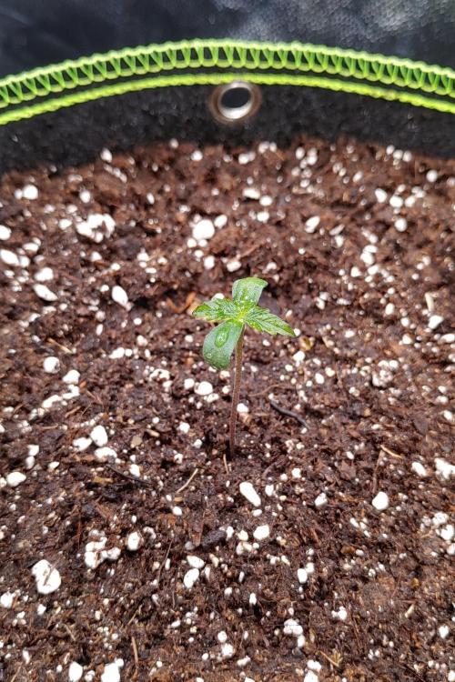 Royal Critical | Indoor | Wintergrow. Week 0 - Plant #3, Day 7