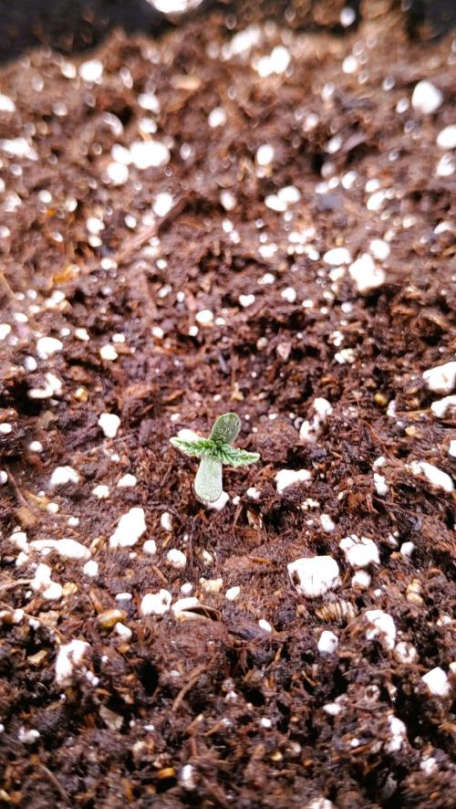 Royal Critical | Indoor | Wintergrow. Week 0 - Plant #2, Day 7