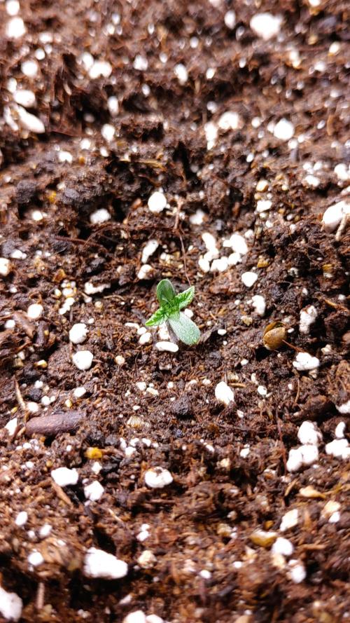 Royal Critical | Indoor | Wintergrow. Week 0 - Plant #1, Day 7