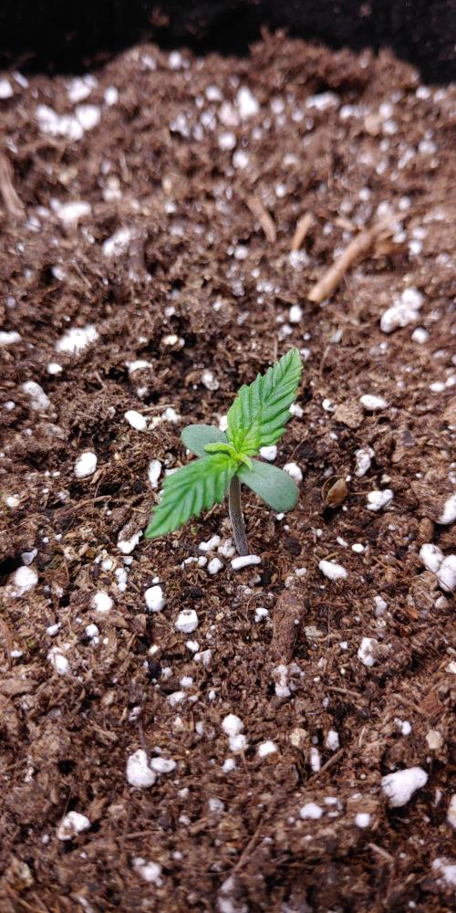 Royal Critical | Indoor | Wintergrow. Week 1 - Plant #1, Day 14