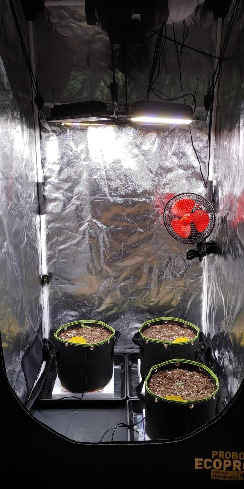 Royal Critical | Indoor | Wintergrow. Week 1