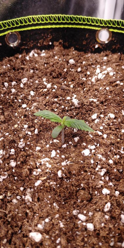 Royal Critical | Indoor | Wintergrow. Week 1 - Plant #2, Day 14