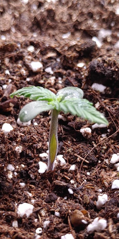 Royal Critical | Indoor | Wintergrow. Week 1 - Plant #1, Day 12, Burst stem