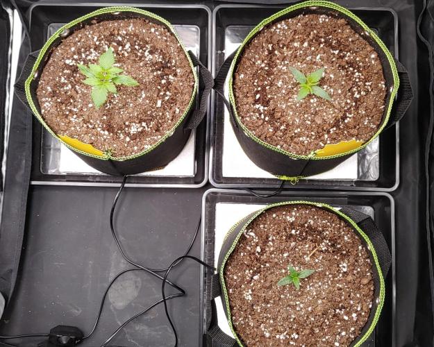 Royal Critical | Indoor | Wintergrow. Week 2