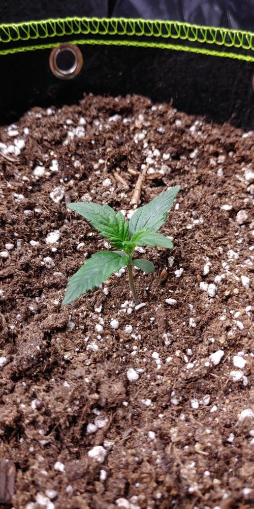 Royal Critical | Indoor | Wintergrow. Week 2 - #1, Day 21